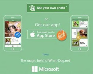 微软开发狗脸识别App